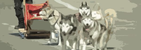 Perros recogiéndote en la parada del bus