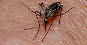 Mosquito