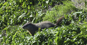 el día de la marmota