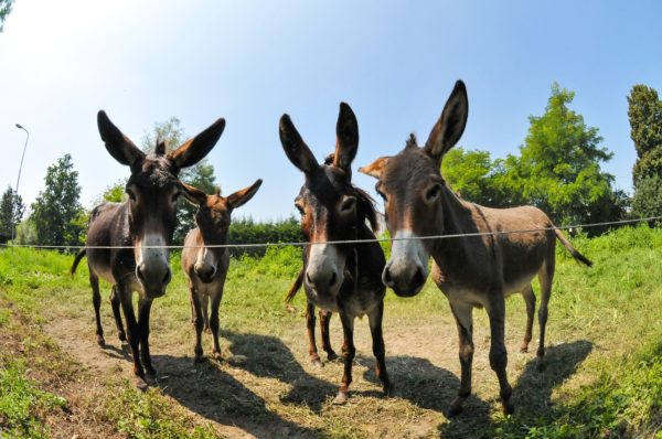 Burros