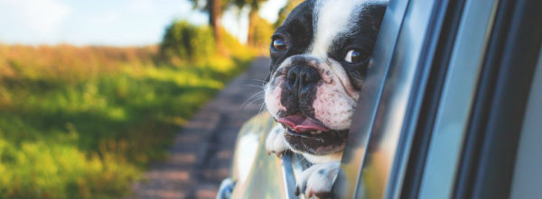 Viajar con mascotas - perro en coche