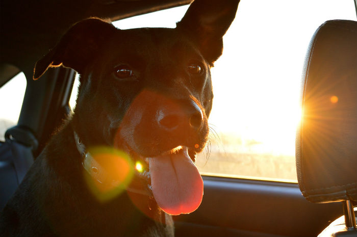 viaje con perro en coche
